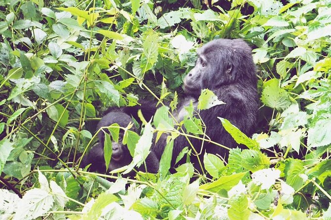 3 Days Gorilla Trekking Safari - Day one: Kigali, the Twin Lakes, and the Cyanika border