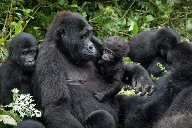 3 Days Gorilla trekking tour - The real centerpiece: gorillas in Bwindi