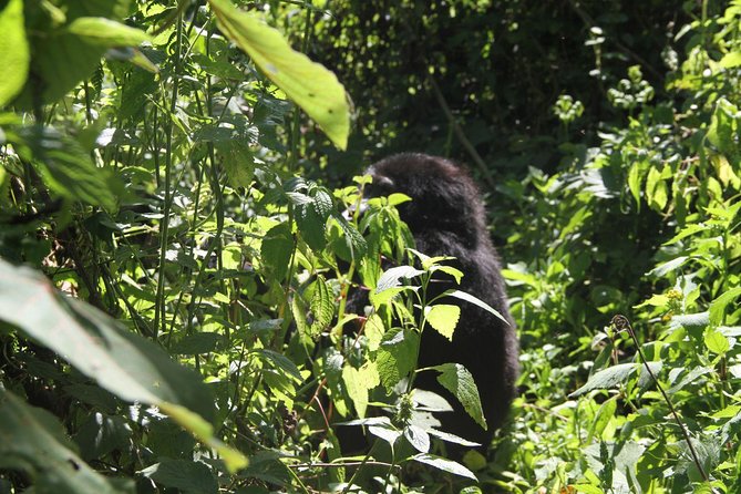 3 Days Gorilla trekking tour - Day two: the trek itself
