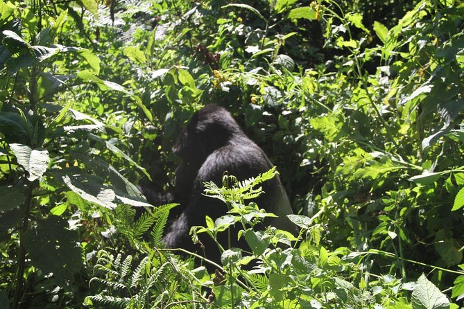 3 Days Gorilla trekking tour - Guides, vehicles, and the private format