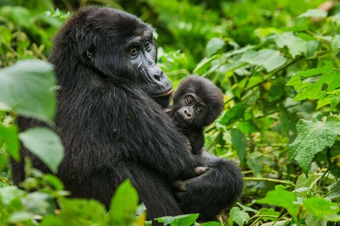 3 Days Gorilla trekking tour - Day three: returning to Entebbe