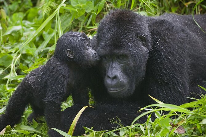 3 Days Gorilla trekking tour - What the $2,300 price includes