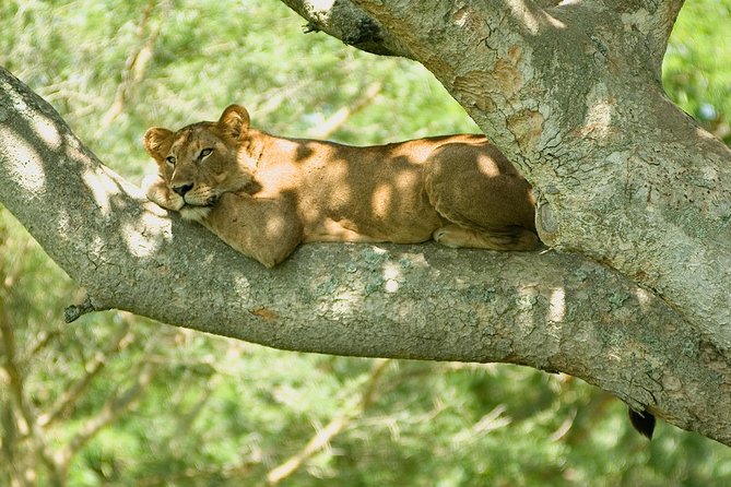 3 Days Group Safari To Queen Elizabeth Park In Uganda. - Key points at a glance
