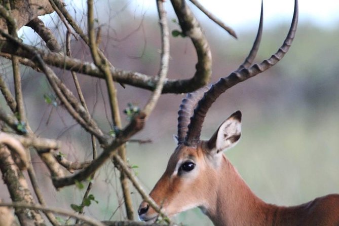 3 Days Group Safari To Queen Elizabeth Park In Uganda. - Why this three-day Uganda safari works