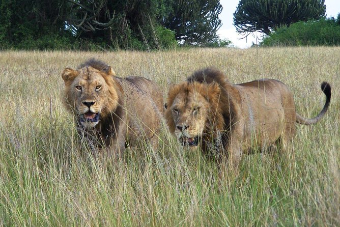 3 Days Group Safari To Queen Elizabeth Park In Uganda. - Group size, pickup, and practical planning