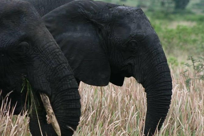 3 Days Group Safari To Queen Elizabeth Park In Uganda. - The strongest part of the experience