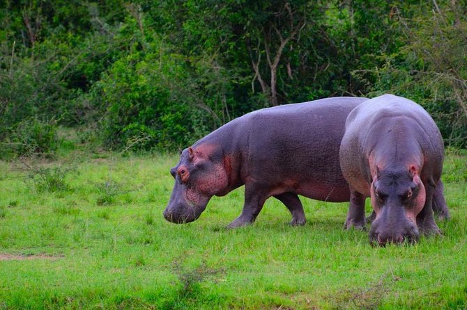 3 Days Group Safari To Queen Elizabeth Park In Uganda. - Who should book this safari
