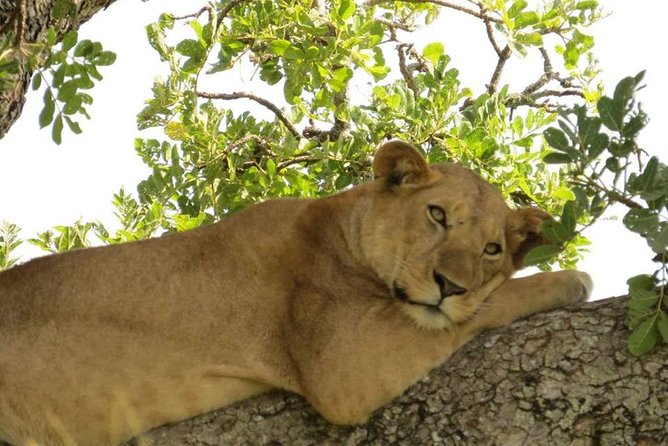 3 Days Group Safari To Queen Elizabeth Park In Uganda. - Day one: From Kampala to the park