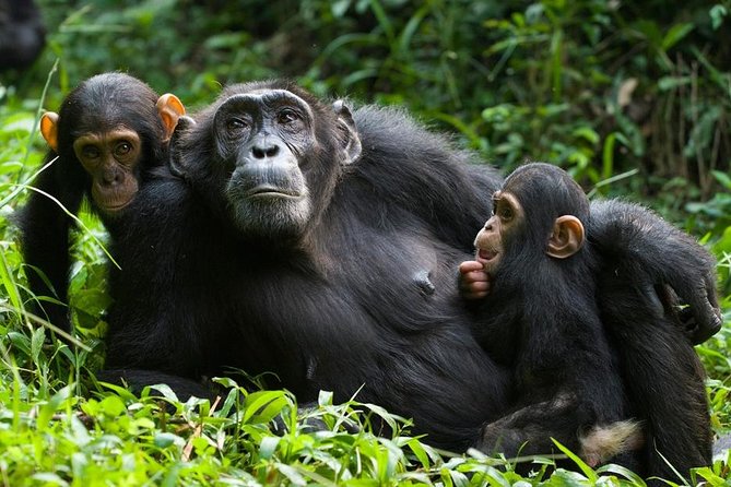 3 Days Kibale National Park Chimpanzee Tracking - Day one: Lake Nkuruba and the crater lakes