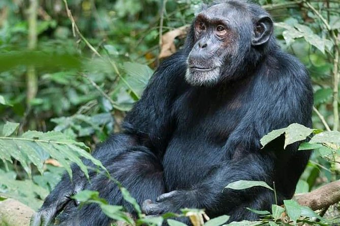 3 Days Lake Bunyonyi and Gorilla Trekking Tour in Uganda - Guides, organization, and group size