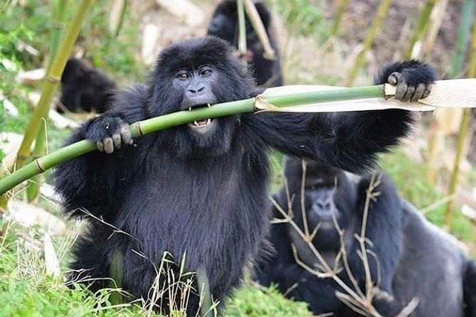 3 Days Lake Bunyonyi and Gorilla Trekking Tour in Uganda - What makes Lake Bunyonyi worth the stop