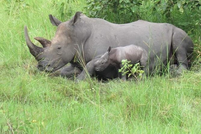 3 Days magical Murchison falls safari - Day one: Ziwa rhinos on the road from Entebbe or Kampala