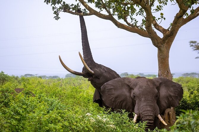3 Days Murchison Falls Adventure Wildlife Safari Uganda Tour - A close look at the falls from below