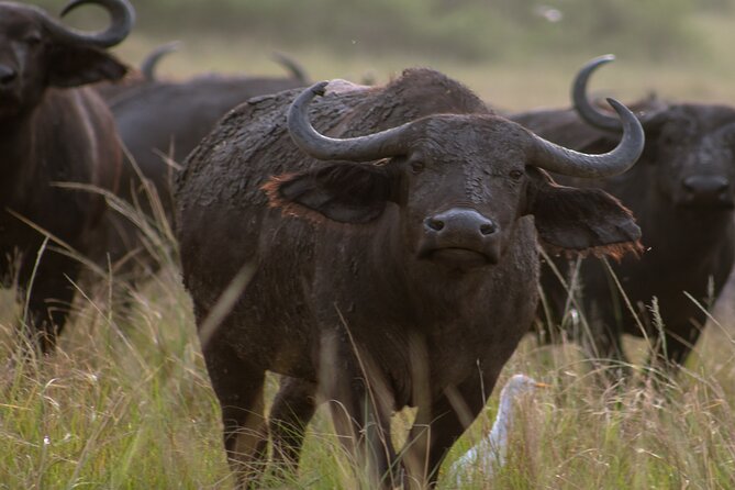 3 Days Murchison Falls Adventure Wildlife Safari Uganda Tour - The return to Kampala and Entebbe
