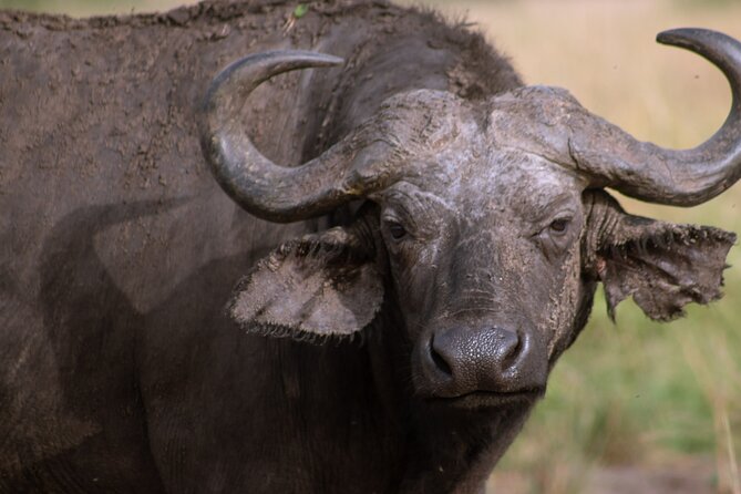 3 Days Murchison Falls Adventure Wildlife Safari Uganda Tour - Meals, guides, and the daily rhythm