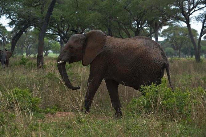 3 days Murchison Falls, Boat cruise and wildlife game viewing - Day three: the falls again, Karuma, and the long return