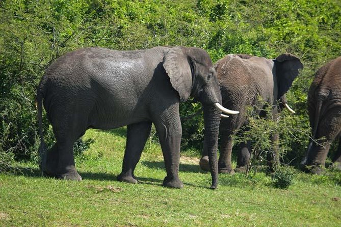 3 days Murchison Falls, Boat cruise and wildlife game viewing - The guide can make or break this safari