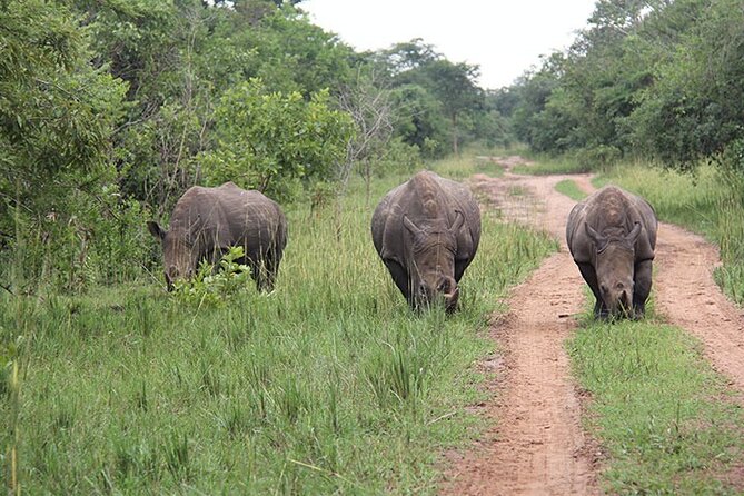 3 days Murchison Falls, Boat cruise and wildlife game viewing - Who should book this three-day safari