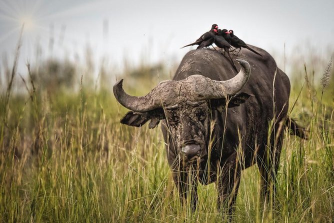 3 Days Murchison Falls Holiday Safari - Why this three-day route works