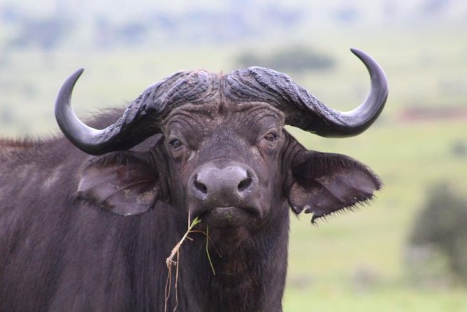 3 Days Murchison Falls Holiday Safari - Guides, driving, and the private format