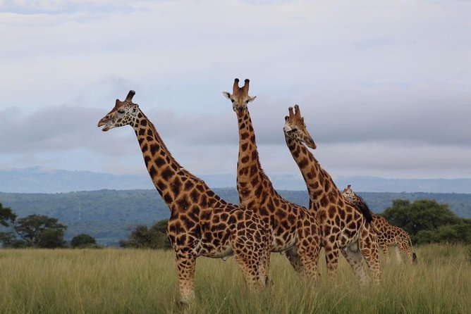 3 Days Murchison Falls Holiday Safari - Accommodation, meals, and what the price covers