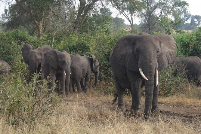 3 Days Murchison Falls Holiday Safari - Ziwa rhino tracking adds a rare sight