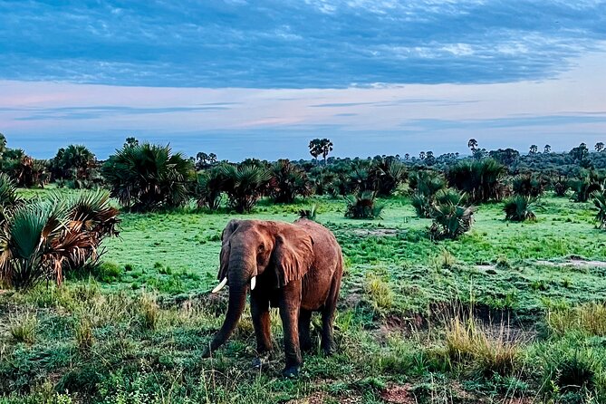 3 Days Murchison Falls National Park Safari & Rhino tracking - Who should book this safari