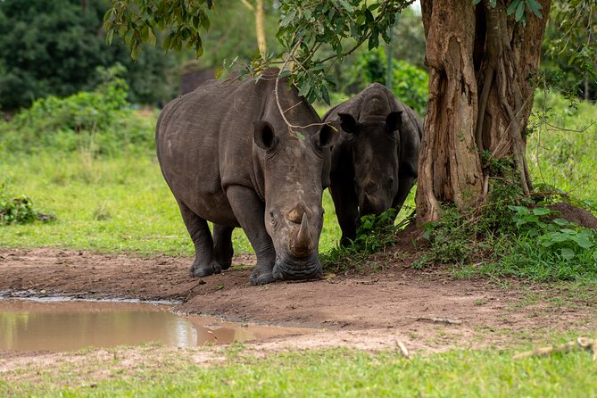3 Days Murchison Falls National Park Safari & Rhino tracking - Day three: returning to Kampala