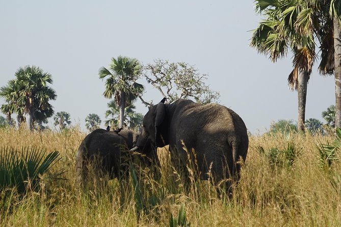 3 Days Murchison falls park Uganda - A boat cruise on the Nile
