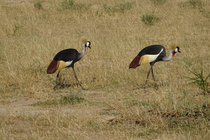 3 Days Murchison falls park Uganda - What is covered in the $800 price