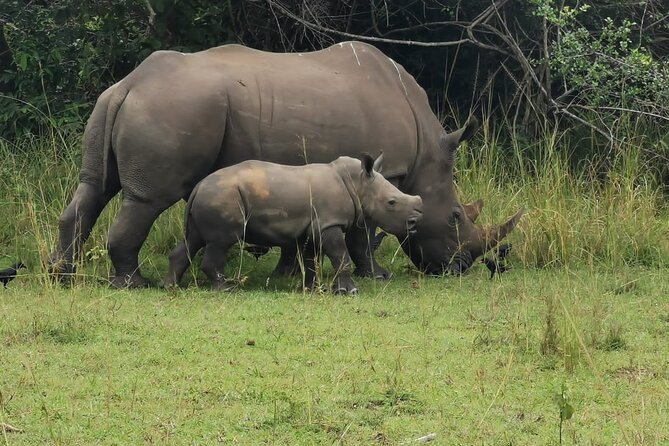 3 Days Murchison falls park Uganda - The guide can shape the whole safari