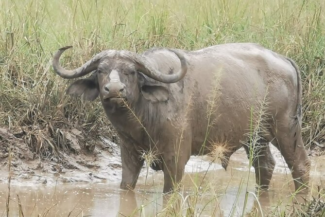 3 Days Murchison falls park Uganda - The practical reality of three days on the road