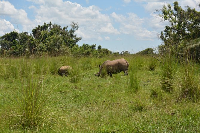 3-Days Murchison Falls Vacation Including Big 5 Sighting! - Day 2: Savannah wildlife and the Nile boat trip