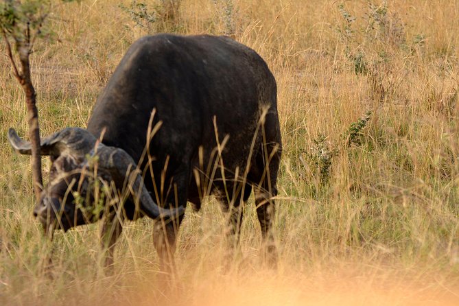 3 Days Murchison Falls Wildlife Safari - The safari in six useful points