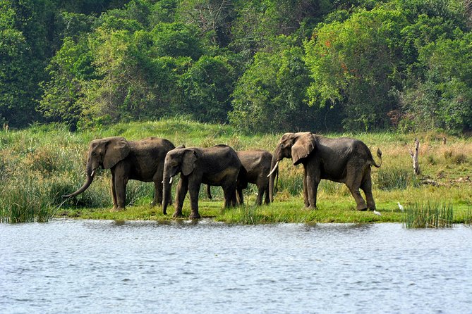 3 Days Murchison Falls Wildlife Safari - An early game drive near the Lake Albert delta