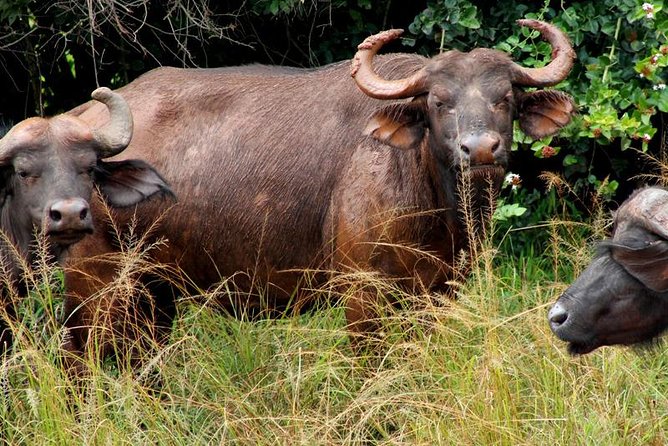 3 Days Murchison Falls Wildlife Safari - Private service and the solo guest question