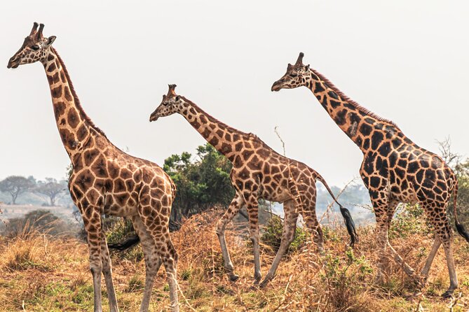 3 Days Private Tour in Murchison Falls National Park - What the private format changes