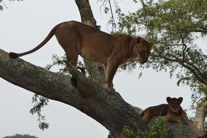 3 days Queen Elizabeth National Park Uganda Safari - Day one: the long road to the Kazinga Channel
