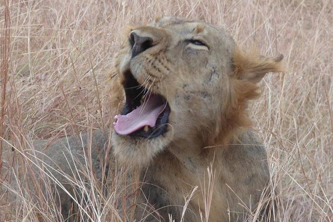 3 days Queen Elizabeth National Park Uganda Safari - The chimpanzee walk needs a timing check