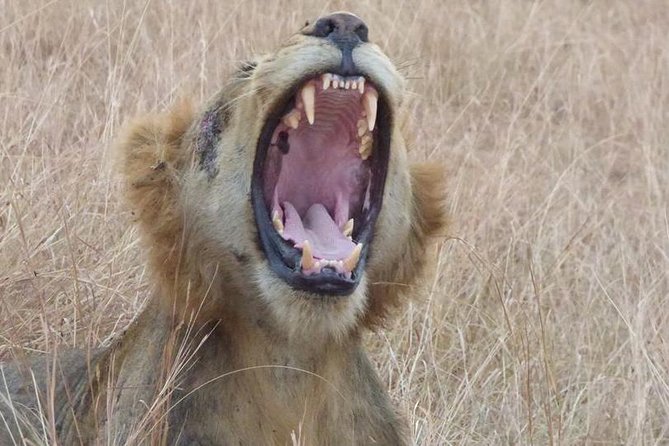 3 days Queen Elizabeth National Park Uganda Safari - Day two: a second look at the channel