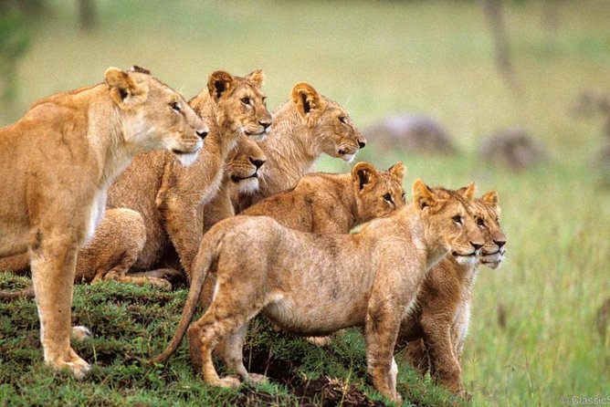 3-Days Safari to Murchison Falls National Park with Rhino Sanctuary hike - Key points to know before booking