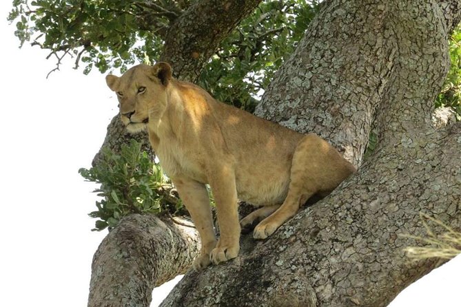 3-Days Safari to Murchison Falls National Park with Rhino Sanctuary hike - Day three: optional chimpanzees in Budongo Forest
