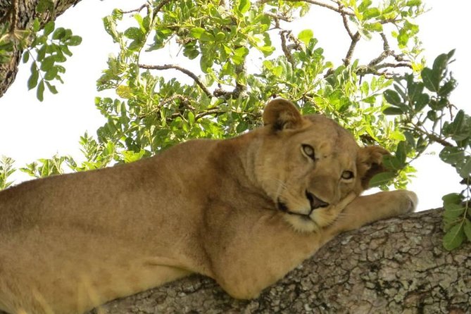 3-Days Safari to Murchison Falls National Park with Rhino Sanctuary hike - Guides, pickups, and the road experience
