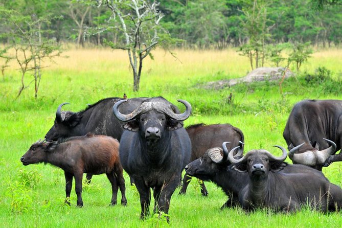 3-Days Safari to Murchison Falls National Park with Rhino Sanctuary hike - Booking details and cancellation