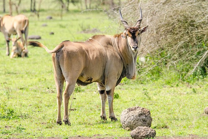 3-Days Safari to Murchison Falls National Park with Rhino Sanctuary hike - Day two: game drives, delta birds, and a Nile safari