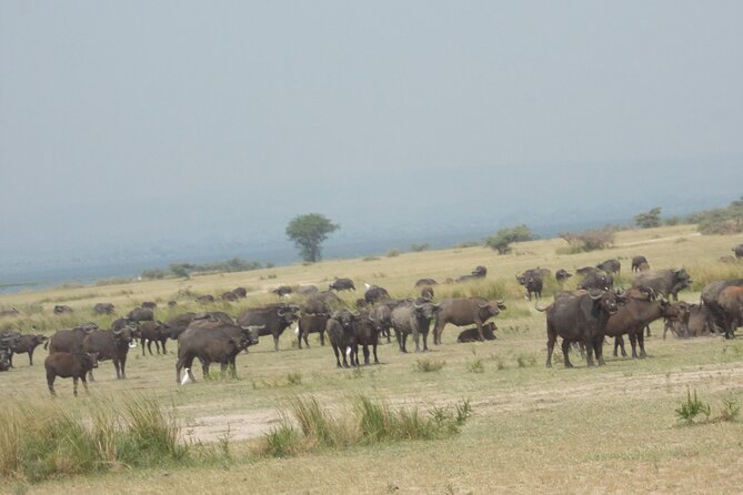 3 Days Trip To Murchison Falls - Seeing the Nile force its way through the falls