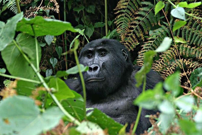 3 days Uganda Gorilla safari tour with relaxation on Lake Bunyonyi - Why Bwindi makes this short safari worthwhile