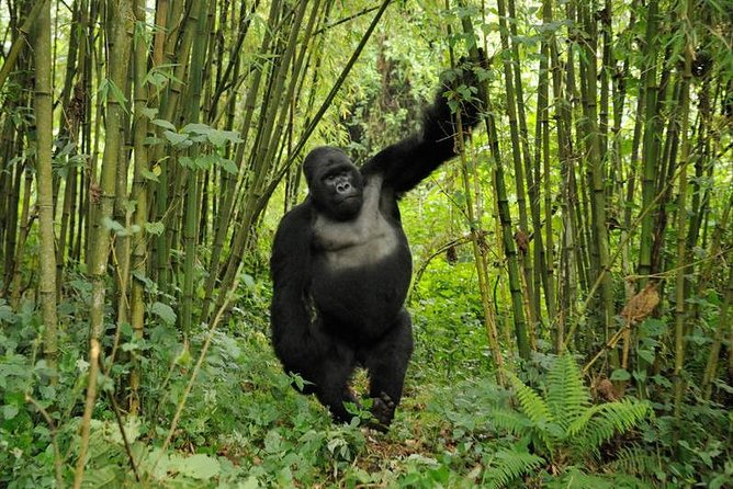 3 days Uganda Gorilla safari tour with relaxation on Lake Bunyonyi - Day three: breakfast, a possible swim, and the return to Entebbe