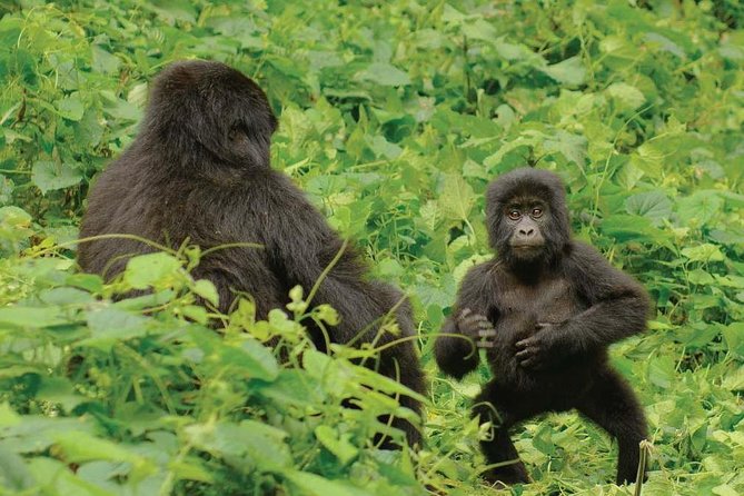 3 days Uganda Gorilla safari tour with relaxation on Lake Bunyonyi - Who should book this safari