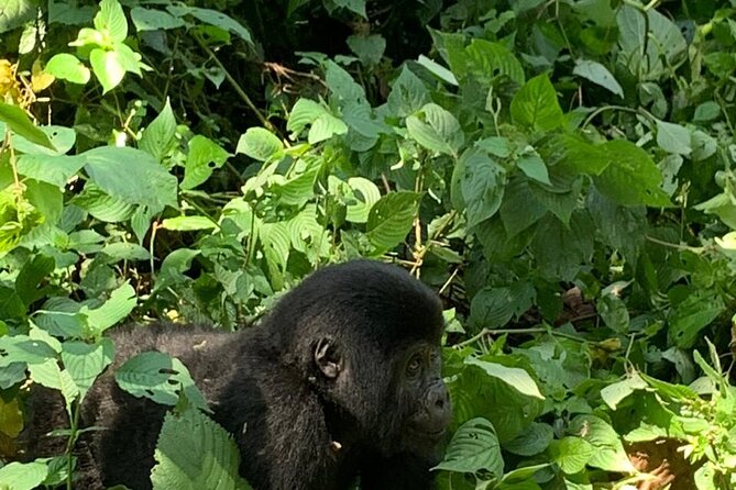 3 Days Uganda Gorilla trek Safari Tour - Day one: Kampala, the Equator, and the long road southwest